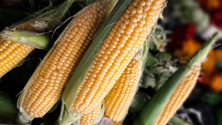 Feria y Mercado de Abasto: buenos precios y la mejor calidad