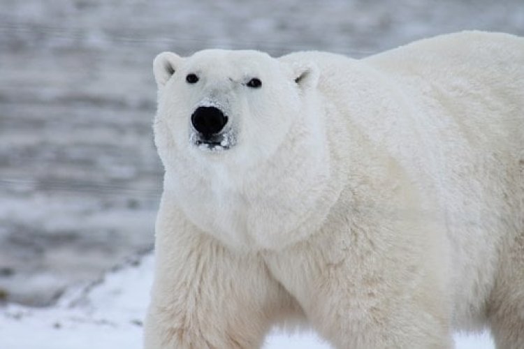 Despertó a un oso polar con una sirena en Noruega: US$ 5.000 de multa