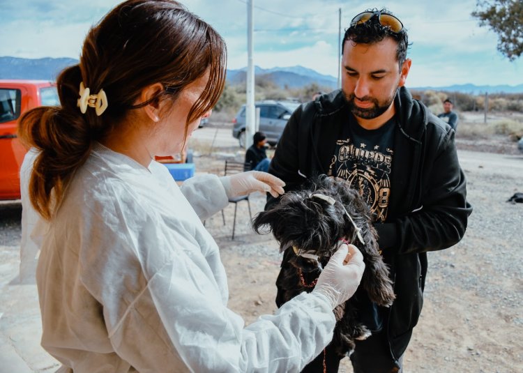 La Municipalidad de Jáchal realizó una nueva jornada de esterilización en Bella Vista