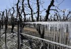 La helada tardía golpeó a la producción sanjuanina y encendió la alarma entre los productores