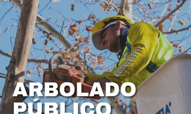 La Ciudad continúa con tareas de mantenimiento del arbolado público