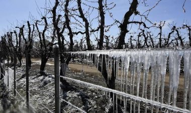 La helada tardía golpeó a la producción sanjuanina y encendió la alarma entre los productores