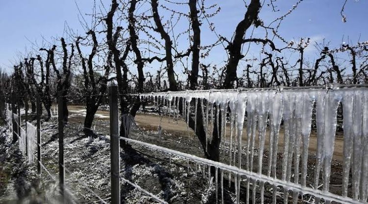 La helada tardía golpeó a la producción sanjuanina y encendió la alarma entre los productores