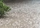 El granizo sorprendió al norte sanjuanino