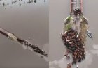 Los estremecedores videos de los animales en medio de las inundaciones en el Litoral