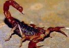 Advierten por aumento de alacranes por El Niño: cuáles son venenosos y cómo prevenirlos