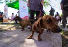 El quirófano móvil de esterilización llega a un nuevo punto de Angaco