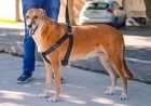 La Ciudad realizará una nueva campaña de vacunación antirrábica para perros y gatos