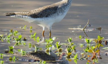 El Festival de las Aves ya tiene las fotografías ganadoras del concurso