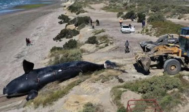 Alarma en Puerto Madryn: encontraron 5 ballenas muertas en menos de 48 horas