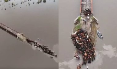 Los estremecedores videos de los animales en medio de las inundaciones en el Litoral