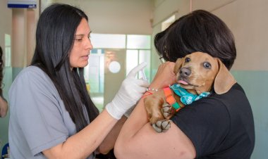 Cómo proteger a las mascotas y prevenir accidentes tras las lluvias