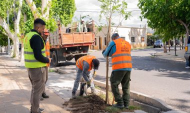 La Ciudad de San Juan avanza con un plan sostenido de forestación y apunta a alcanzar los 1000 ejemplares antes de fin de año