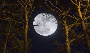 Calendario lunar de noviembre 2026: cuándo es luna llena