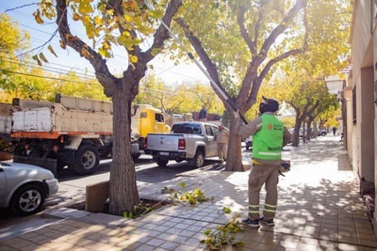 La Ciudad continúa con tareas de mantenimiento del arbolado público
