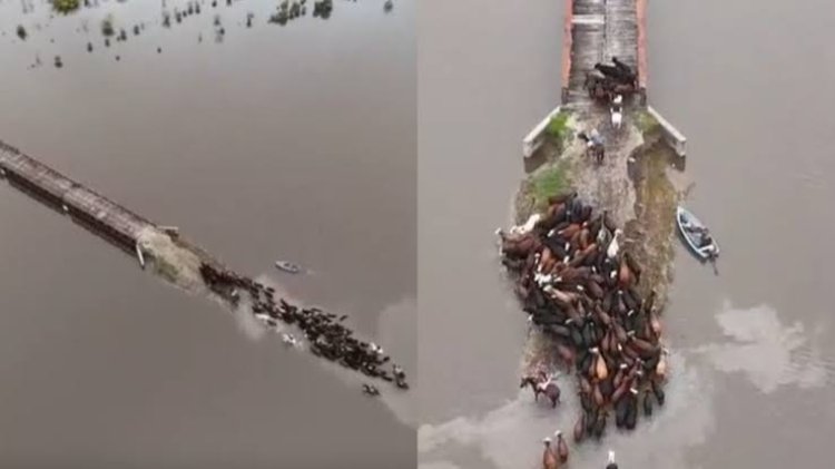 Los estremecedores videos de los animales en medio de las inundaciones en el Litoral