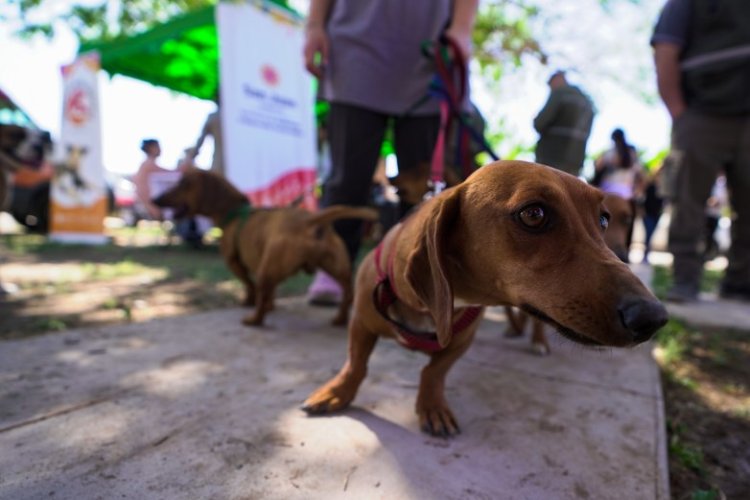 El quirófano móvil de esterilización llega a un nuevo punto de Angaco