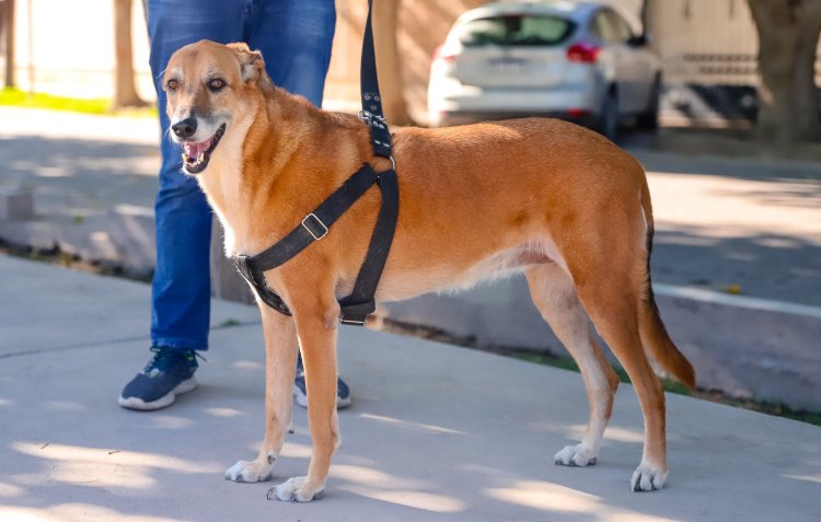 La Ciudad realizará una nueva campaña de vacunación antirrábica para perros y gatos